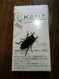 クワガタ