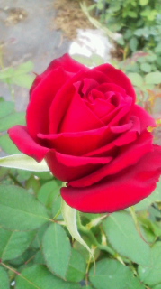 情熱の 赤い薔薇
