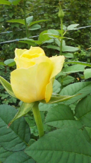 黄薔薇
