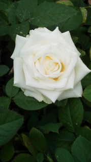大輪 薔薇