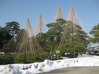 金沢兼六園冬の風物。。雪吊り