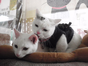 メイちゃんになったよ！