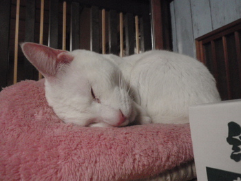 和歌山市猫カフェみーこで猫ホテル中ですが爆睡　らんちゃん　シャー吉君