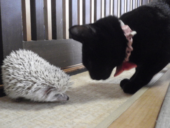 和歌山市ハリネズミカフェみーこで猫ホテル　エリナちゃん