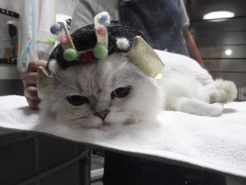和歌山市猫カフェみーこの猫美容室　ハナ君