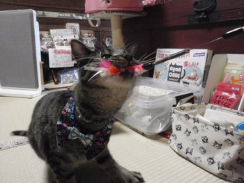 猫　新作　カシャカシャじゃらし　きら編