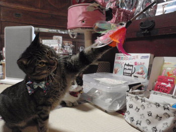 猫　新作　カシャカシャじゃらし　きら編