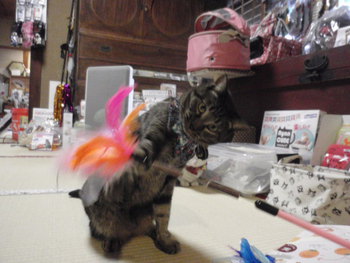 猫　新作　カシャカシャじゃらし　きら編