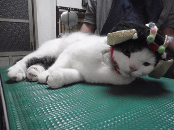 明日は猫カフェみーこ施設訪問の為お休みです