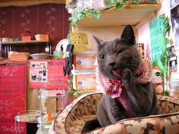 猫　みーこイベント参加募集中