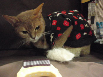 きなこちゃん　猫美容