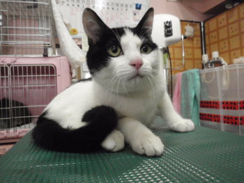 ヤンチャな　フク君　