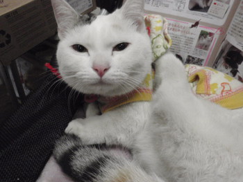 猫美容　最終日　ありがとうございました