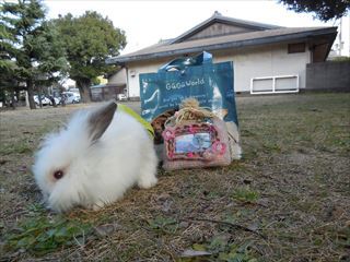 うさぎ販売　アメファジ