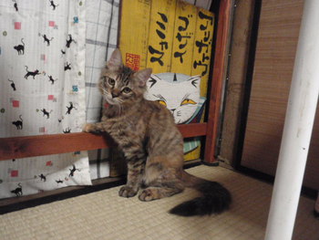 猫　みーこイベント　アニマルコミュニケーション　葱先生