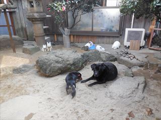 猫みーこ　お正月