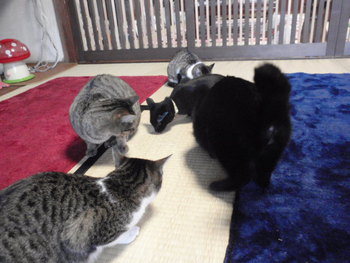 猫　里親探し　６匹