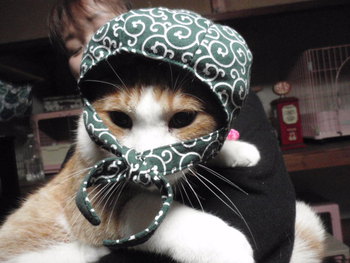 2月22日 猫の日 猫泥棒さん 2月22日 猫の日 猫泥棒さん