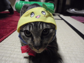 猫カフェ みーこ ふなっしー 番外編 猫カフェ みーこ ふなっしー 番外編