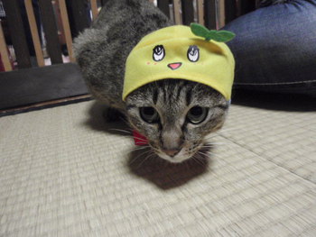 猫カフェ みーこ ふなっしー 番外編 猫カフェ みーこ ふなっしー 番外編