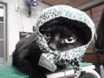 2月22日 猫の日 猫泥棒さん 2月22日 猫の日 猫泥棒さん