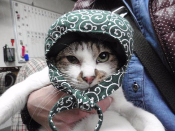 猫 猫泥棒さん 猫 猫泥棒さん