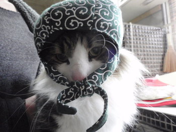 猫 猫泥棒さん 猫 猫泥棒さん