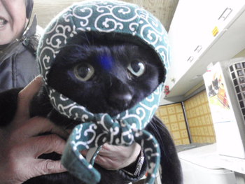 猫 猫泥棒さん 猫 猫泥棒さん