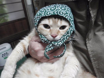 猫 泥棒さん 猫 泥棒さん