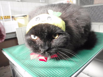猫 泥棒さん 猫 泥棒さん