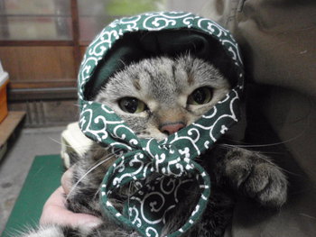 猫 泥棒さん 猫 泥棒さん