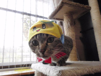 猫 泥棒さん 猫 泥棒さん