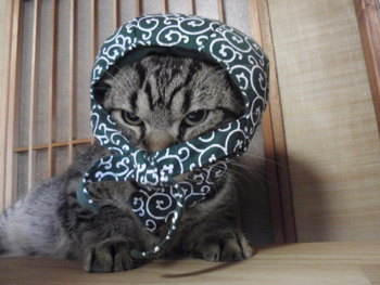 猫 泥棒さん 猫 泥棒さん