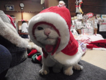 猫　みーこ　クリスマス