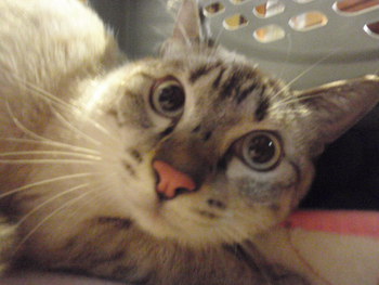 猫　みーこ　エマ君
