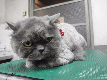 猫　美容　ライオンカット　スコティッシュ