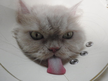 猫　美容　ライオンカット　スコティッシュ