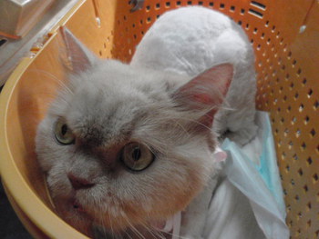 猫　美容　ライオンカット　スコティッシュ