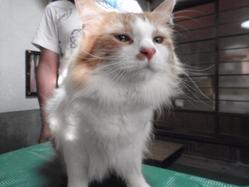 猫　マウスケア　はっさく君