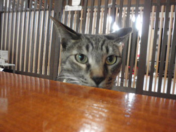 猫カフェ　マインドブロックバスター　みーこイベント