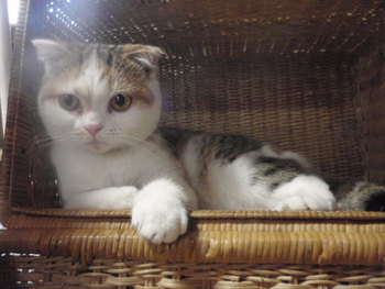 猫とハリネズミ　関西テレビ　報道ランナー　「だいすき」