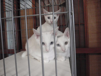 猫ホテル　ねこ里親募集　白猫３兄弟