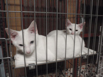 猫ホテル　白猫３兄弟　猫里親募集