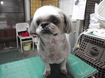 犬美容　ハナちゃん　シーズー