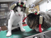 猫カフェみーこの猫美容室でトリミング　ももちゃん＆こま君