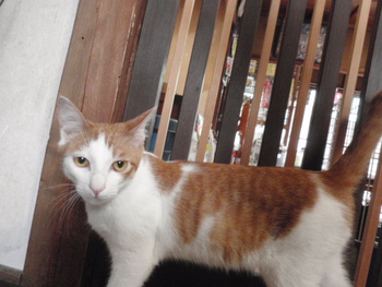 和歌山市猫里親募集猫カフェみーこ　２号が！