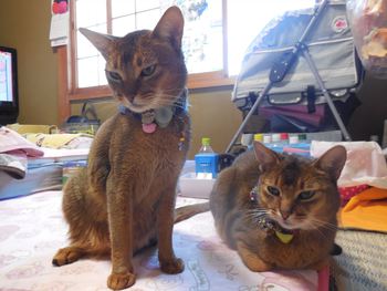 猫　みーこ　大ちゃん＆小ちゃん　6歳BD