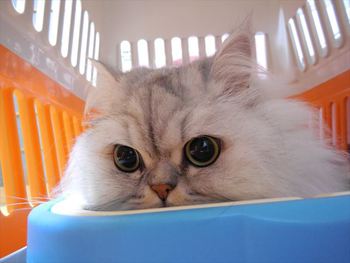 ミケちゃん　チンチラ　猫ホテル