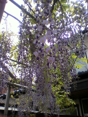藤の花
