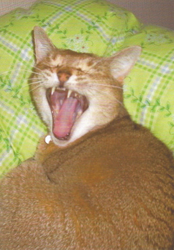 猫の「あくびショー」